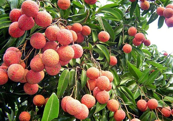 QUẢ TRUYỂN THỐNG, QUẢ LAI TẠO