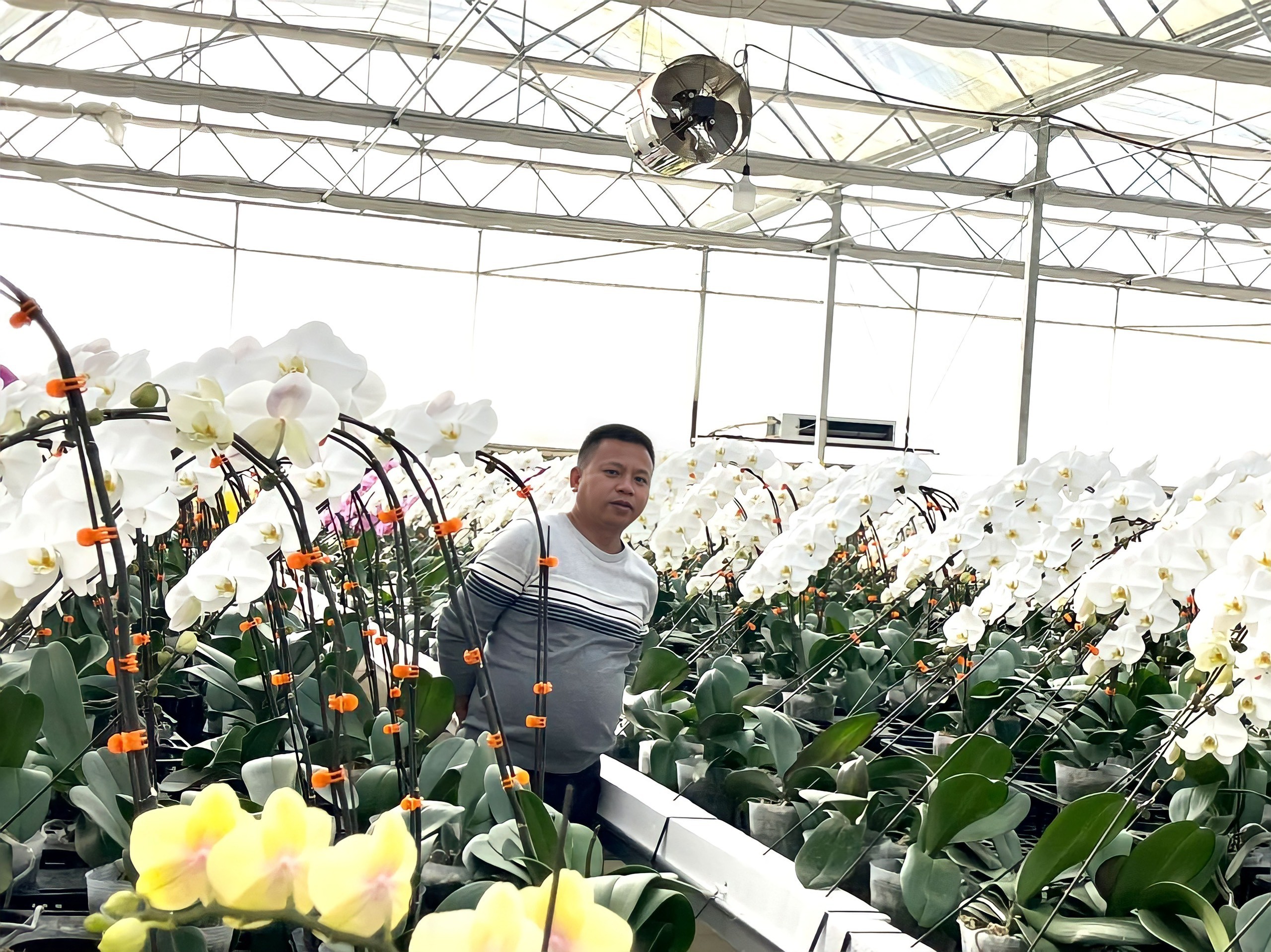 Ý nghĩa của hoa lan ngày Tết cổ truyền Việt Nam
