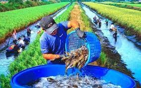 Mô hình tôm - lúa kết hợp trồng màu nhằm triển khai dự án Trung tâm Đổi mới sáng tạo Xanh trong Nông nghiệp và thực phẩm Việt Nam tại tỉnh Kiên Giang