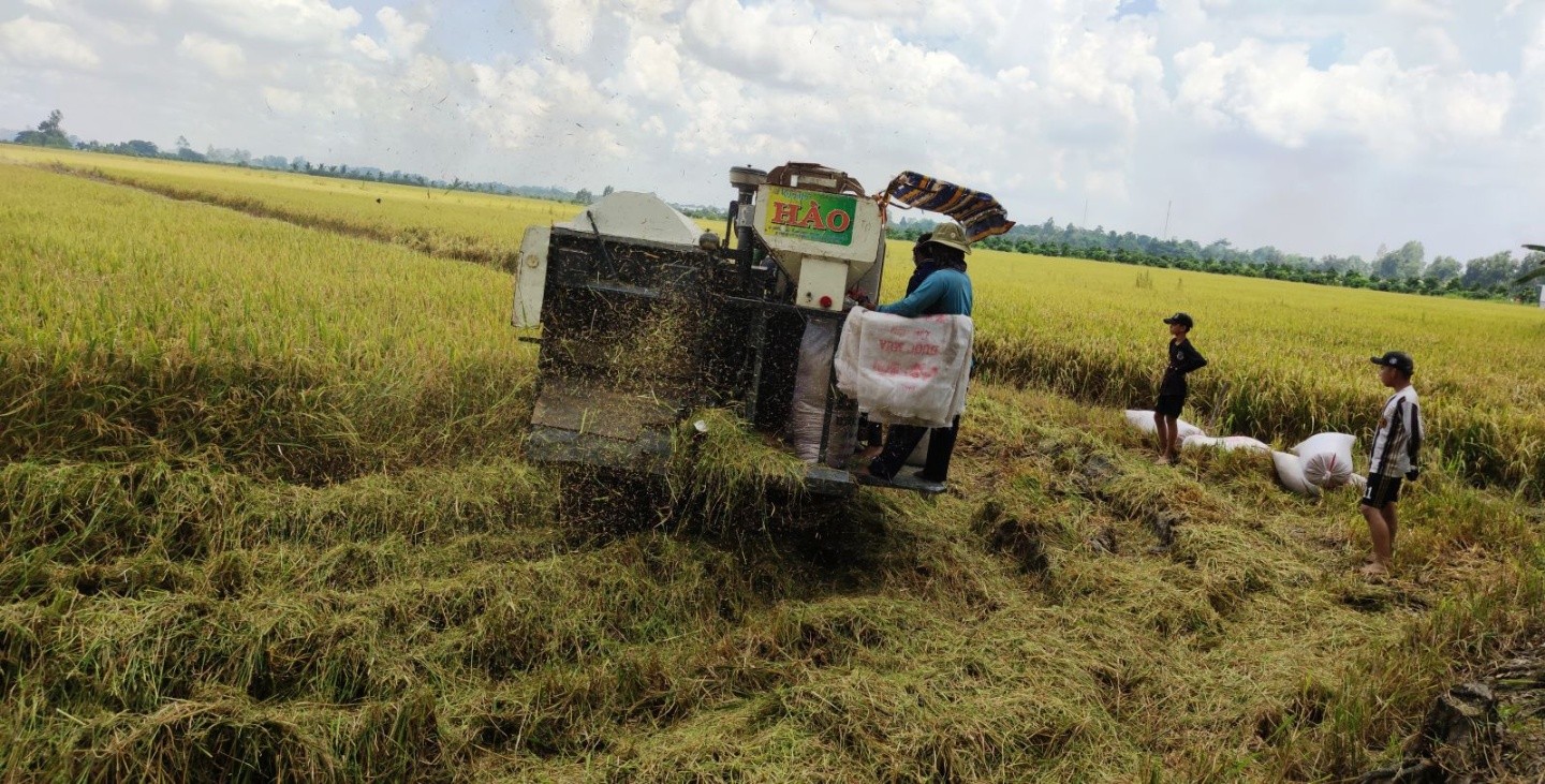 Triển khai dự án giúp nông dân tăng thêm thu nhập trong chuỗi giá trị lúa gạo