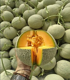 Quy trình kỹ thuật trồng dưa lưới ứng dụng công nghệ cao đạt tiêu chuẩn VietGap tại Khánh Hòa
