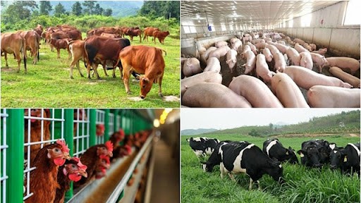 Các cơ sở chăn nuôi sử dụng chất cấm vỗ béo gia súc sẽ bị xử lý ra sao?
