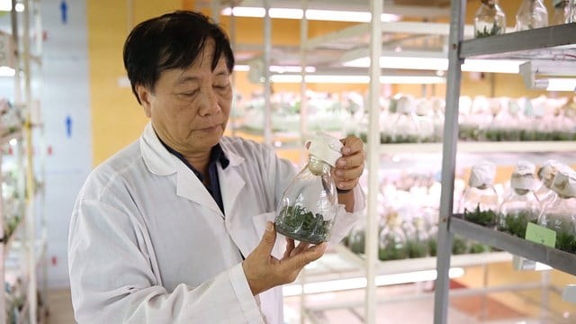 Những đóng góp quan trọng về sâm Ngọc Linh của GS TS.NGND Nguyễn Quang Thạch