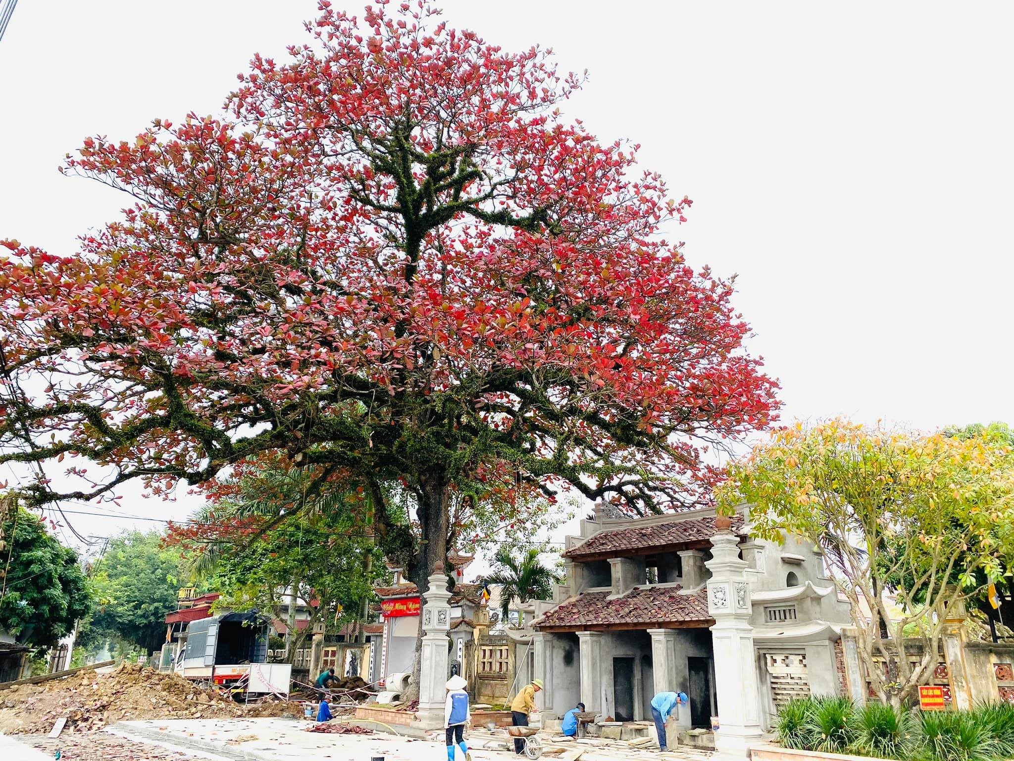 Vị trưởng hào của Tràng An thất hào và việc chăm lo trồng người