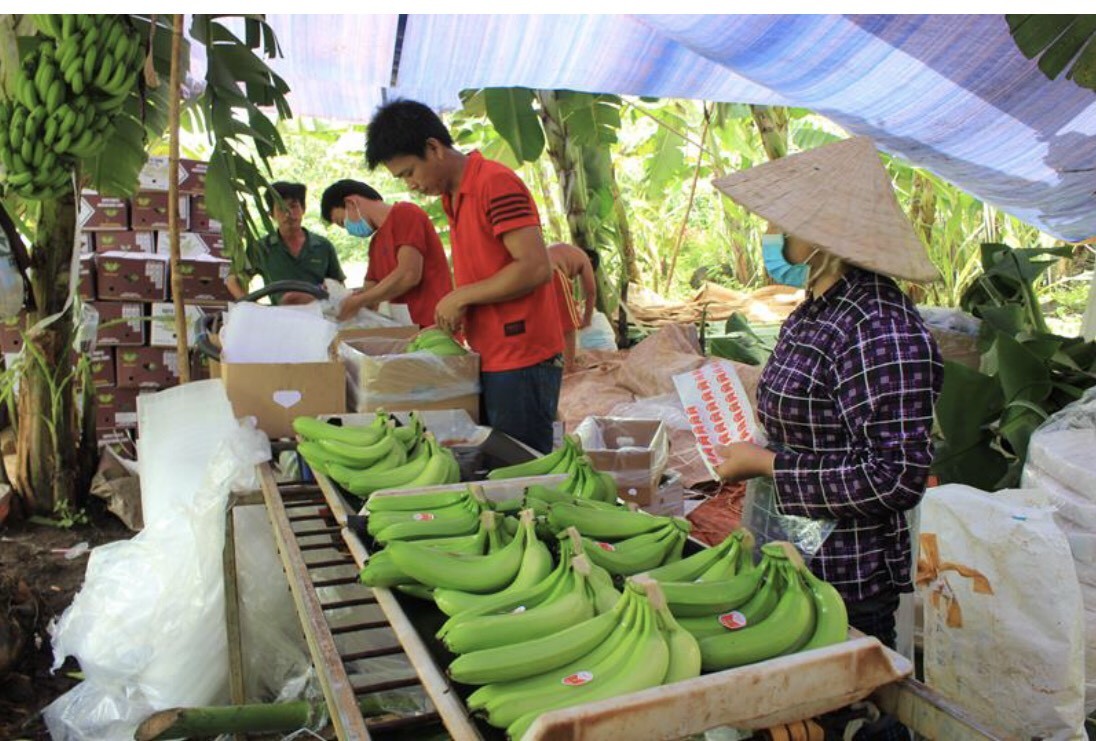 Đồng Nai:  Dự kiến năm 2023, xuất khẩu trên 500.000 tấn chuối tươi