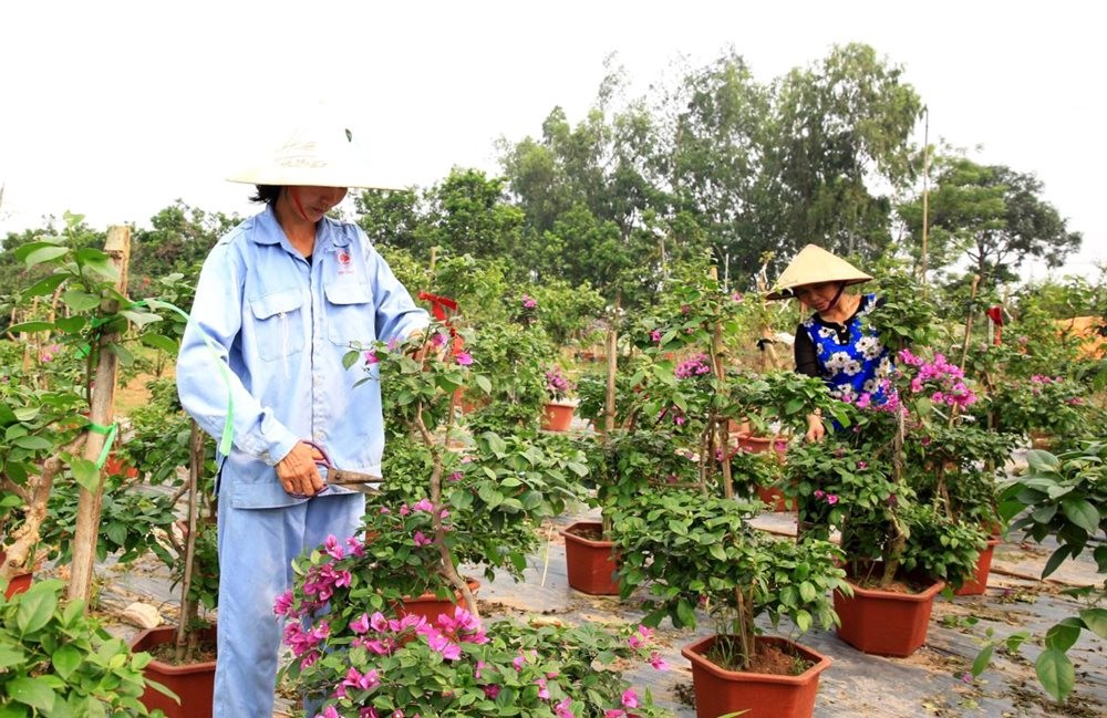 Tận dụng thợi thế ngành trồng hoa, cây cảnh để phát triển kinh tế