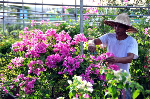 Tận dụng tối đa lợi thế về ngành kinh tế sinh thái hoa - cây cảnh ở Việt Nam.