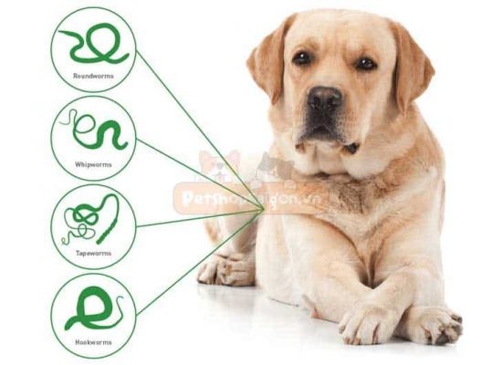 Những điều cần biết về thú cưng nuôi trong gia đình (Kỳ 5): 7 lưu ý nhỏ trước khi bắt đầu tẩy giun cho chó.