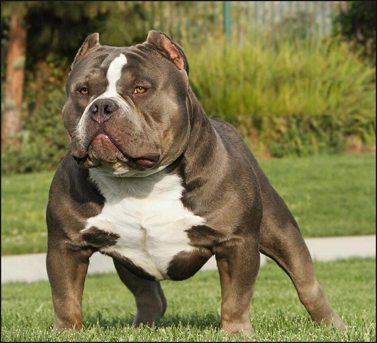 Những điều cần biết về thú cưng nuôi trong gia đình (Kỳ 4): 3 giai đoạn vàng để giúp chó Pitbull phát triển khỏe mạnh.