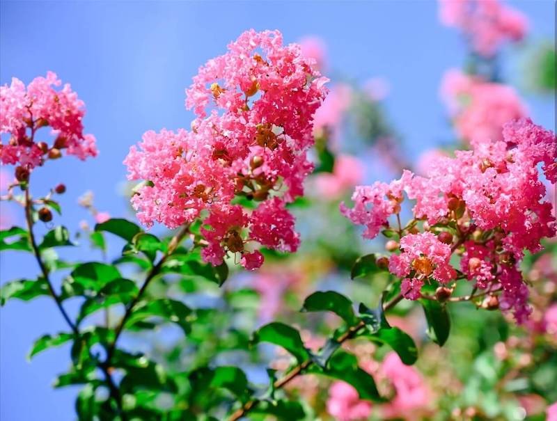Ý nghĩa đặc biệt và cách chăm sóc hoa tường vi