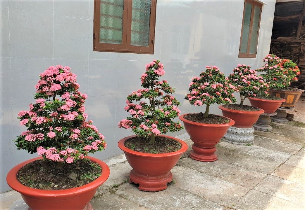 Các loài hoa đem lại may mắn cho ngôi nhà.