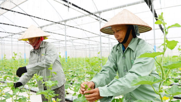 Phát triển nông nghiệp đô thị tại vùng Tây Nam.
