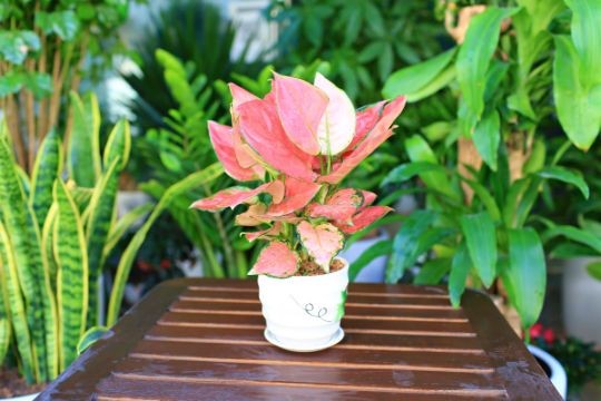 Trang trí nhà cửa với một số loại cây được trồng trong nước.