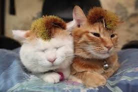 Trào lưu mai mối cho chó mèo gây sốt ở Trung Quốc.