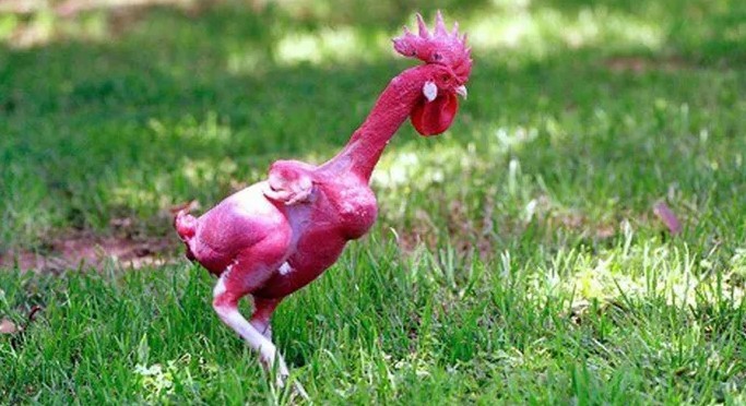 Giống gà không lông độc nhất vô nhị trên thế giới