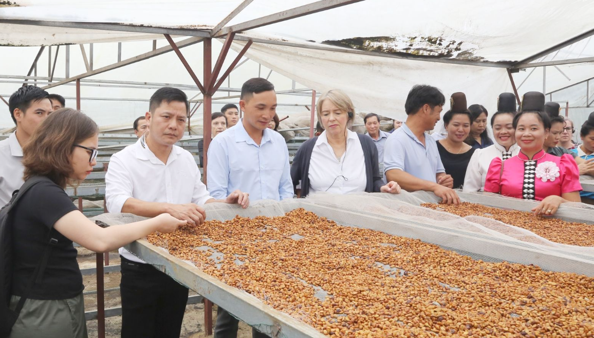 Thúc đẩy “Chuyển đổi xanh” trong sản xuất cà phê tại Sơn La và Điện Biên