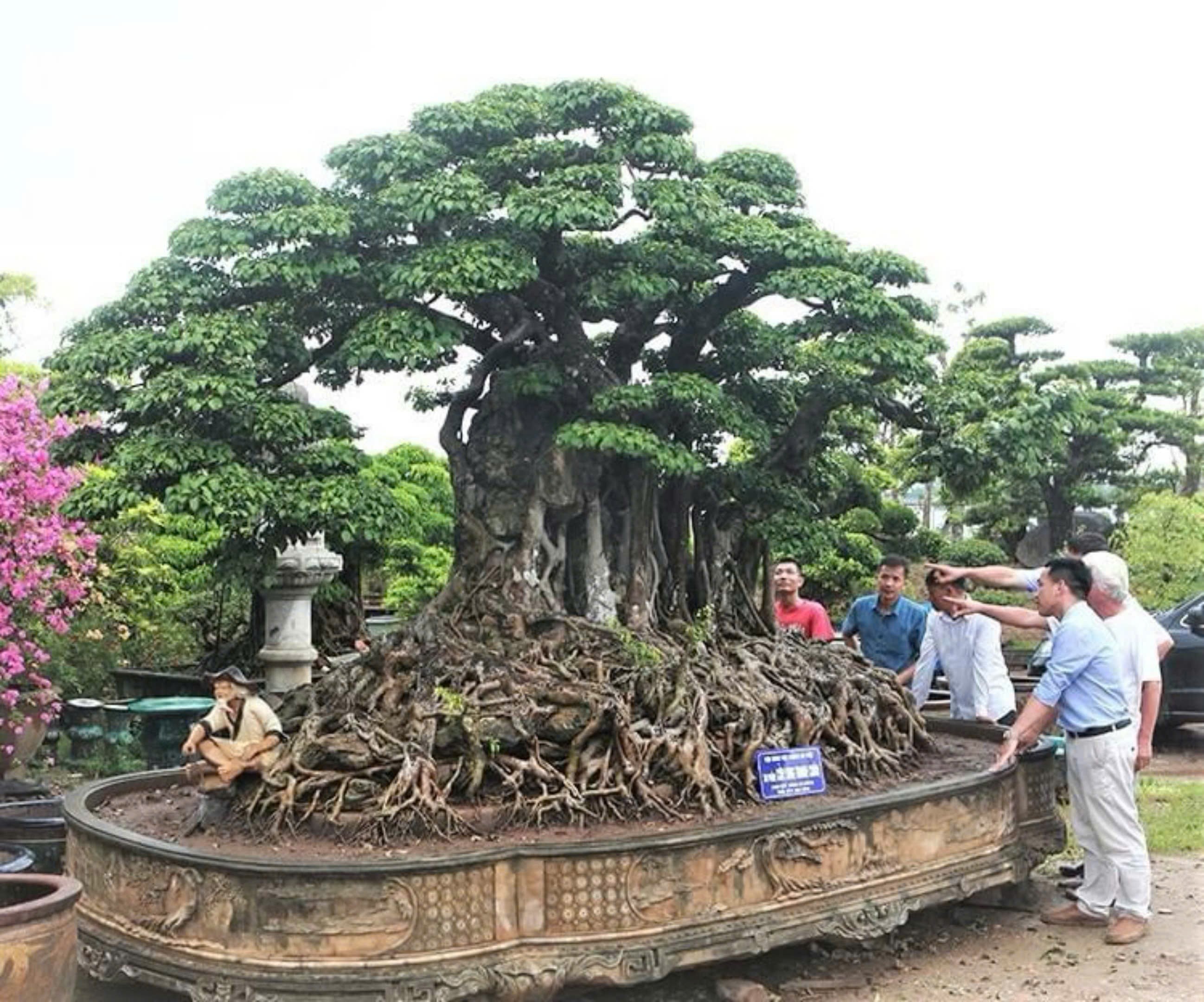 Độc đáo tác phẩm sanh cổ Cửu Long Tranh Châu