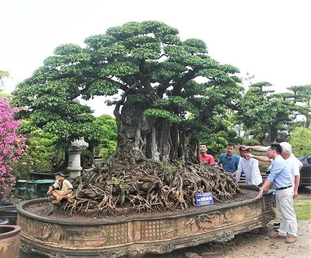 Phát triển hoa, cây cảnh tạo động lực cho xây dựng nông thôn mới