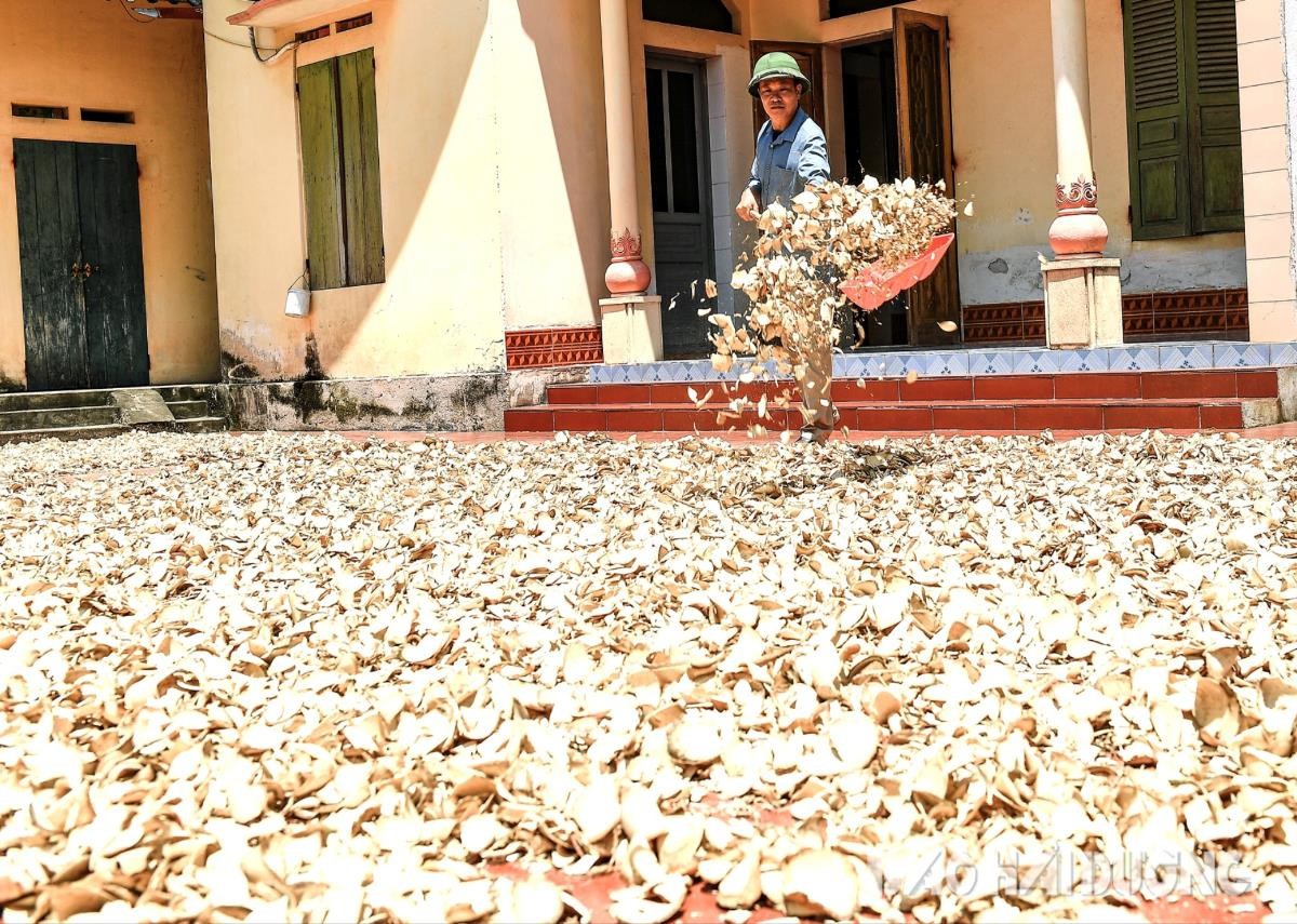 Phát triển vùng trồng dược liệu để đưa kinh tế địa phương vươn xa