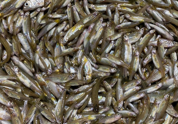 Hỗ trợ nông dân U Minh triển khai dự án nuôi cá đồng trên đất rừng