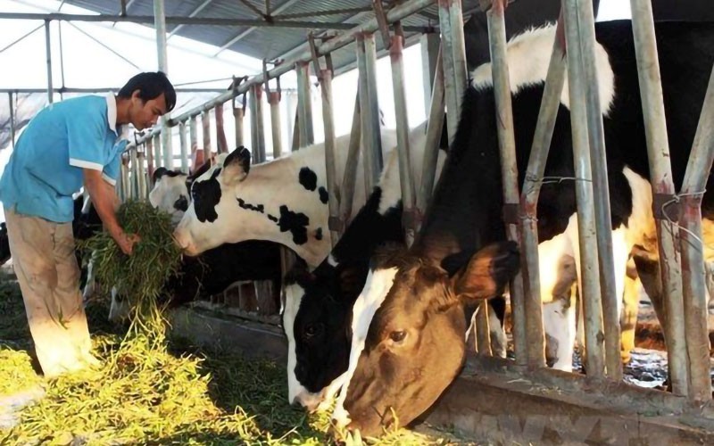Hướng tới phát triển xanh trong ngành chăn nuôi và nuôi trồng thủy sản