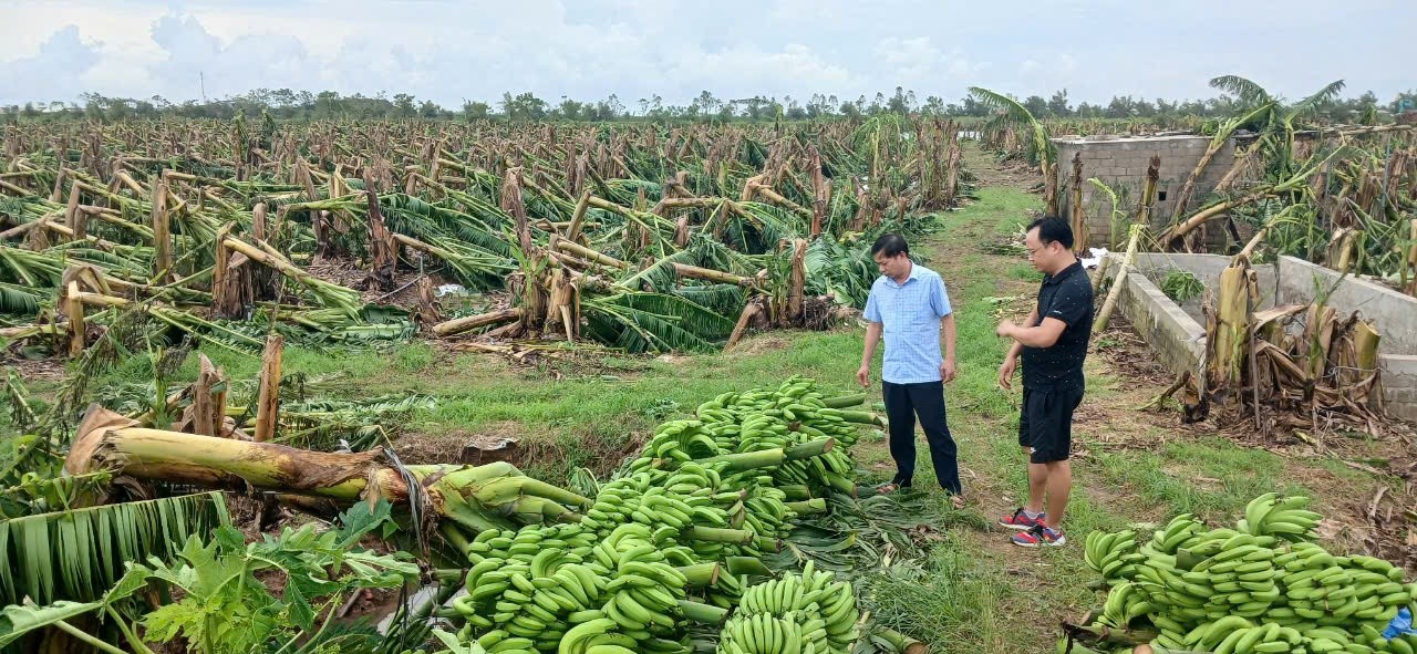 bao-yagi-thai-binh-17259453579881796052924-1726196699.jpg