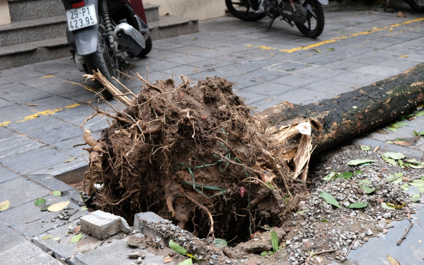 Có nên thay mới cây xanh bị đổ do bão?