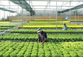 Hướng tới nền nông nghiệp xanh và bền vững tại Đồng Nai