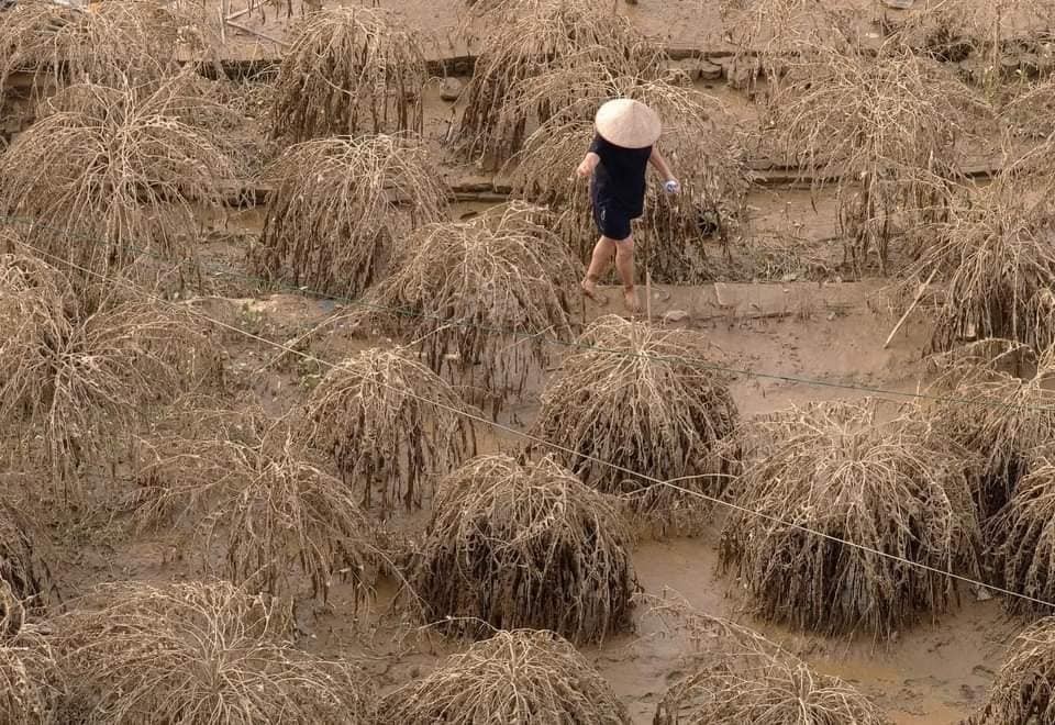 Hà Nội đề xuất chính sách đặc thù hỗ trợ nông dân bị thiệt hại do bão số 3
