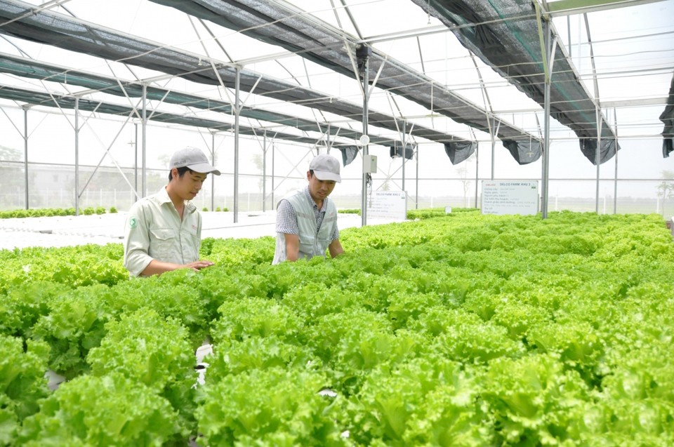Nông nghiệp Hà Nội: Bước tiến mạnh mẽ sau 70 năm giải phóng Thủ đô