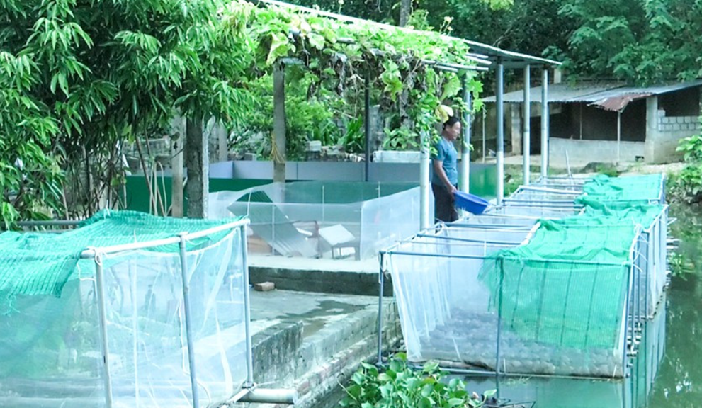 Tấm gương tiên phong trong mô hình nông nghiệp tuần hoàn hiệu quả