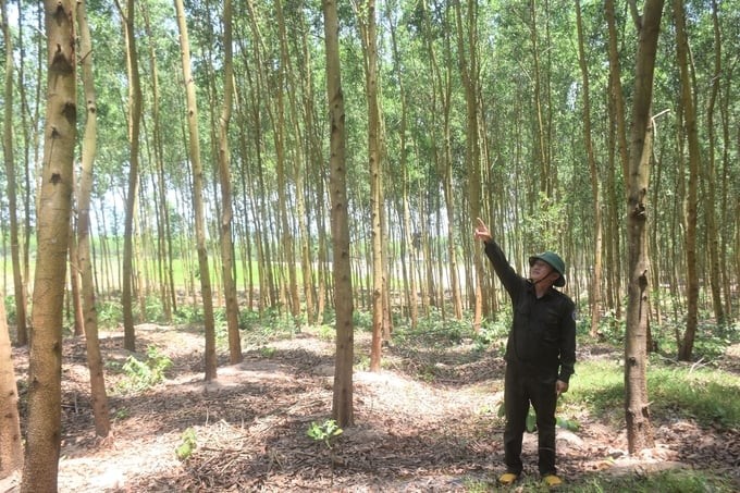 Ngành gỗ Bình Định đối mặt với thách thức từ quy định mới của EU