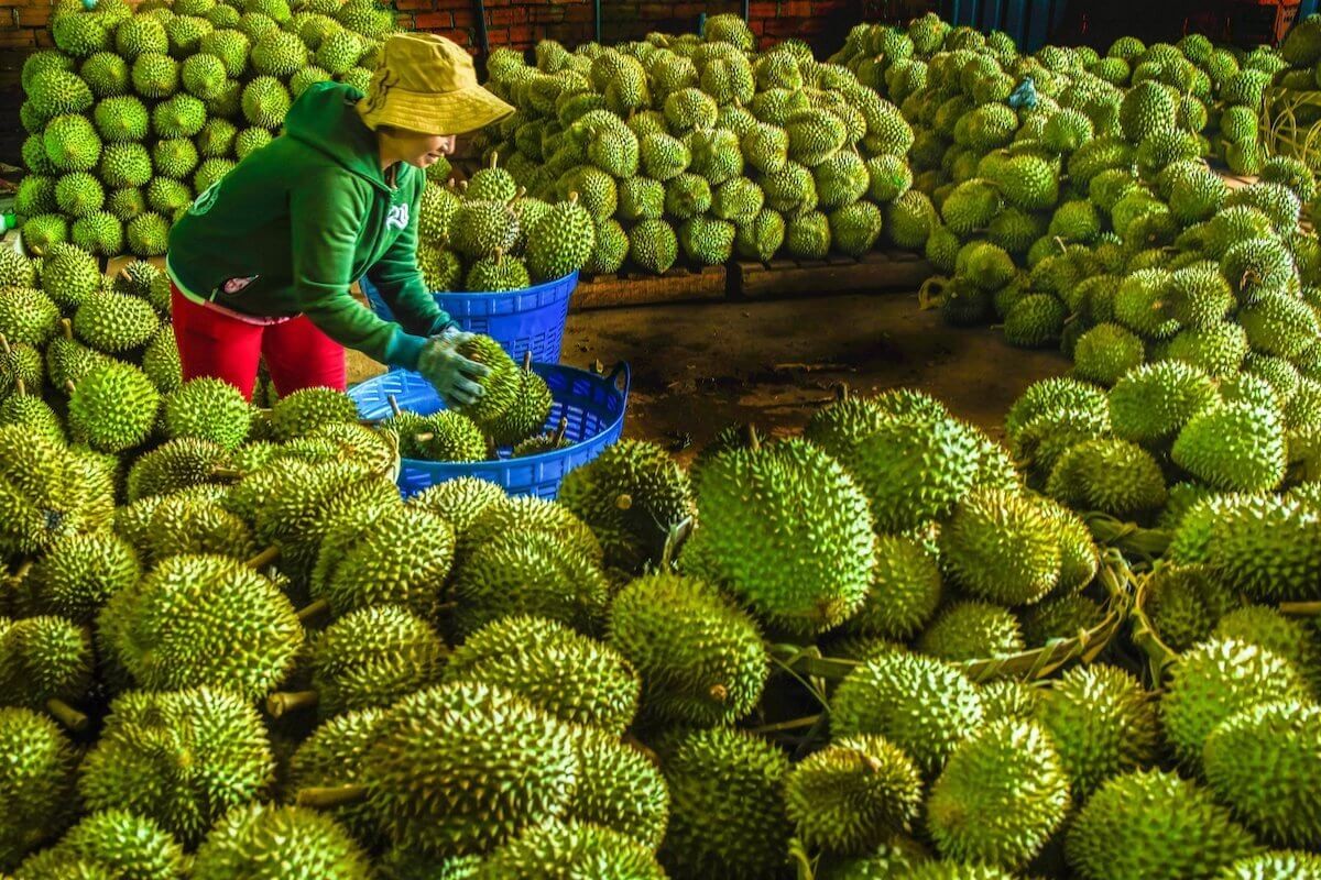Kỷ lục xuất khẩu rau quả Việt Nam