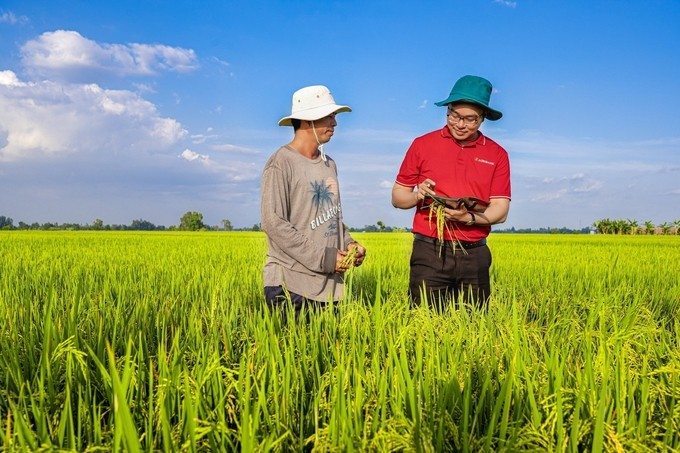 Ngân hàng Nhà Nước triển khai chương trình vay vốn cho sản xuất lúa chất lượng cao tại ĐBSCL