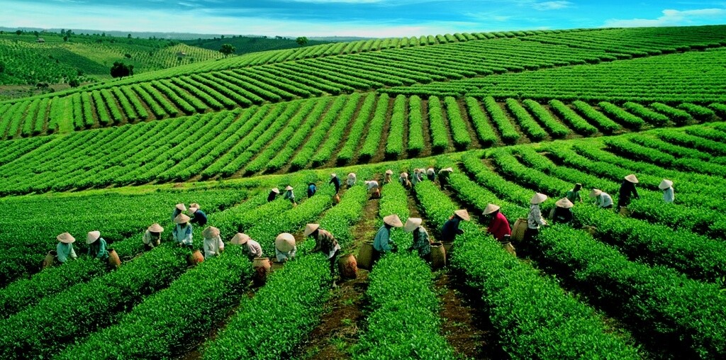 Đẩy mạnh các vùng sản xuất nông nghiệp hàng hóa quy mô lớn