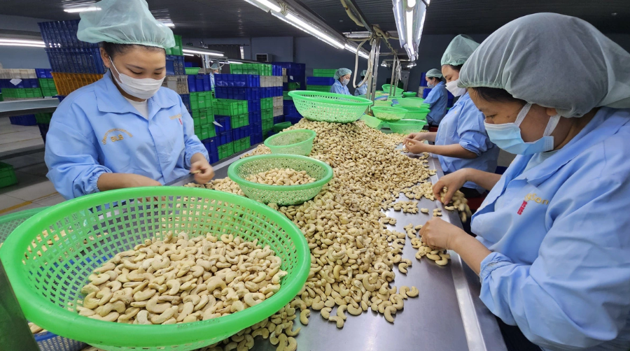 Tăng cường nội lực ngành điều Việt Nam