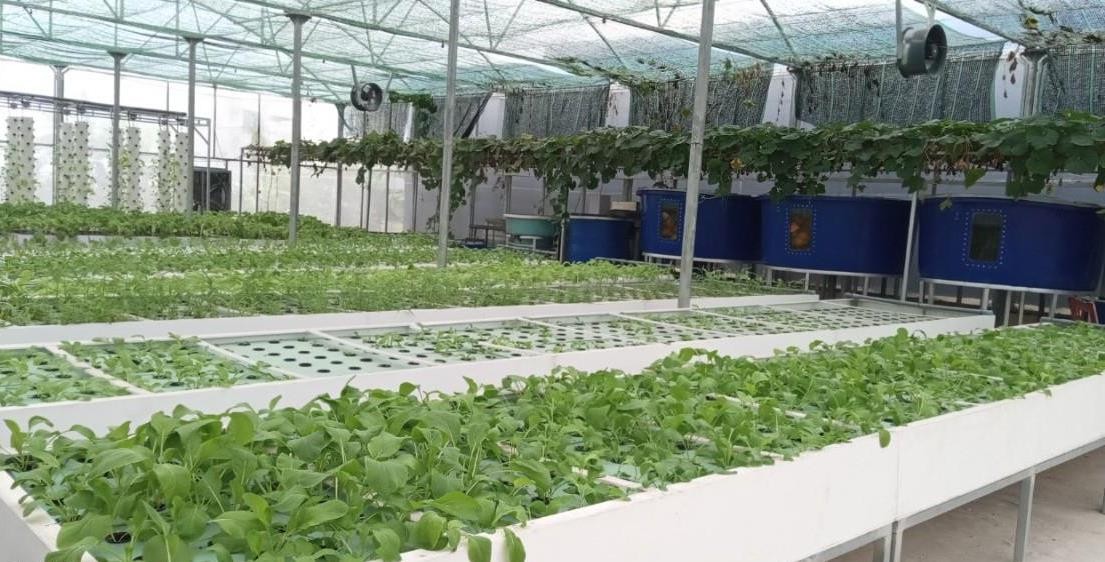 Aquaponics: Giải pháp xanh cho nông nghiệp bền vững ở nông thôn