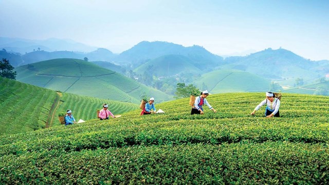 Nâng tầm thương hiệu Chè Việt Nam