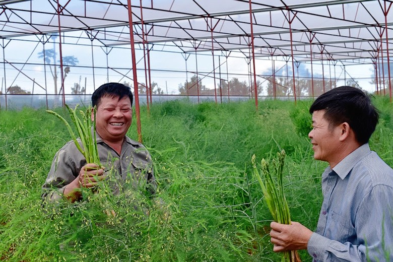 Lâm Đồng: Chuyển đổi trồng măng tây trên đất cà phê