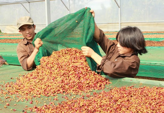 Nông dân Ðắk Nông trải lòng về nghề trồng cà phê