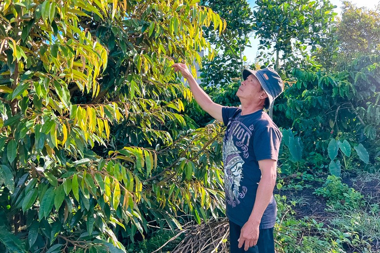 Lâm Đồng: Định hướng phát triển bền vững cây trồng xen