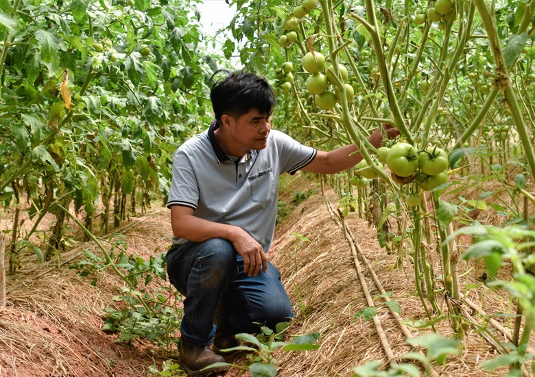 Lâm Đồng: Lộ trình phát triển nông nghiệp xanh