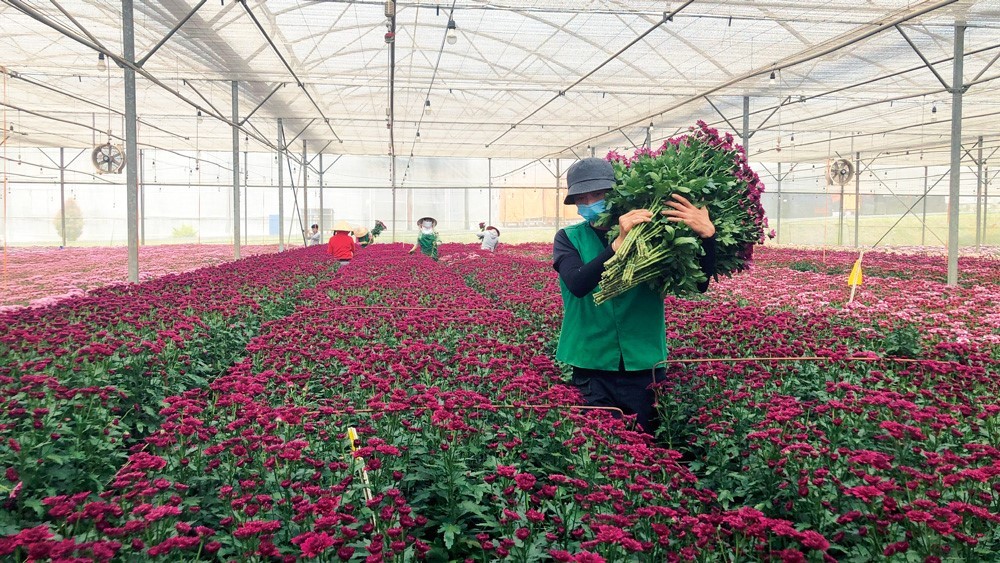 Nông nghiệp Đà Lạt tiên phong áp dụng công nghệ mới
