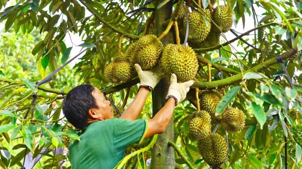 Lâm Đồng: Khuyến cáo không tự phát mở rộng diện tích, quản lý tốt mã số vùng trồng sầu riêng