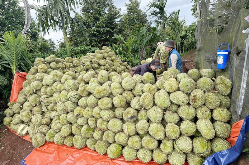 Nông dân Đắk Lắk bội thu nhờ giá sầu riêng cao ngất ngưỡng