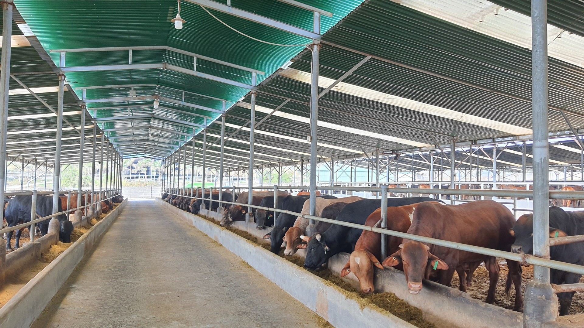 Tây Nguyên thu hút đầu tư phát triển ngành chăn nuôi an toàn dịch bệnh