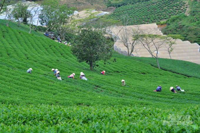 Nâng cao giá trị thương hiệu chè Lâm Đồng
