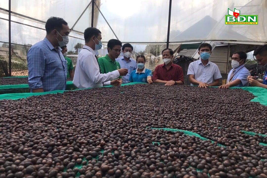 Đắk Nông thực hiện chính sách phát triển nông nghiệp Đắk Nông