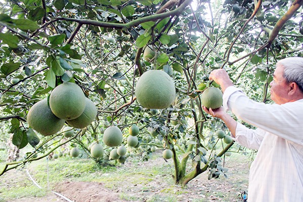 Đồng Nai: Phát triển nông nghiệp hữu cơ gắn với công nghiệp chế biến và thị trường tiêu thụ sản phẩm