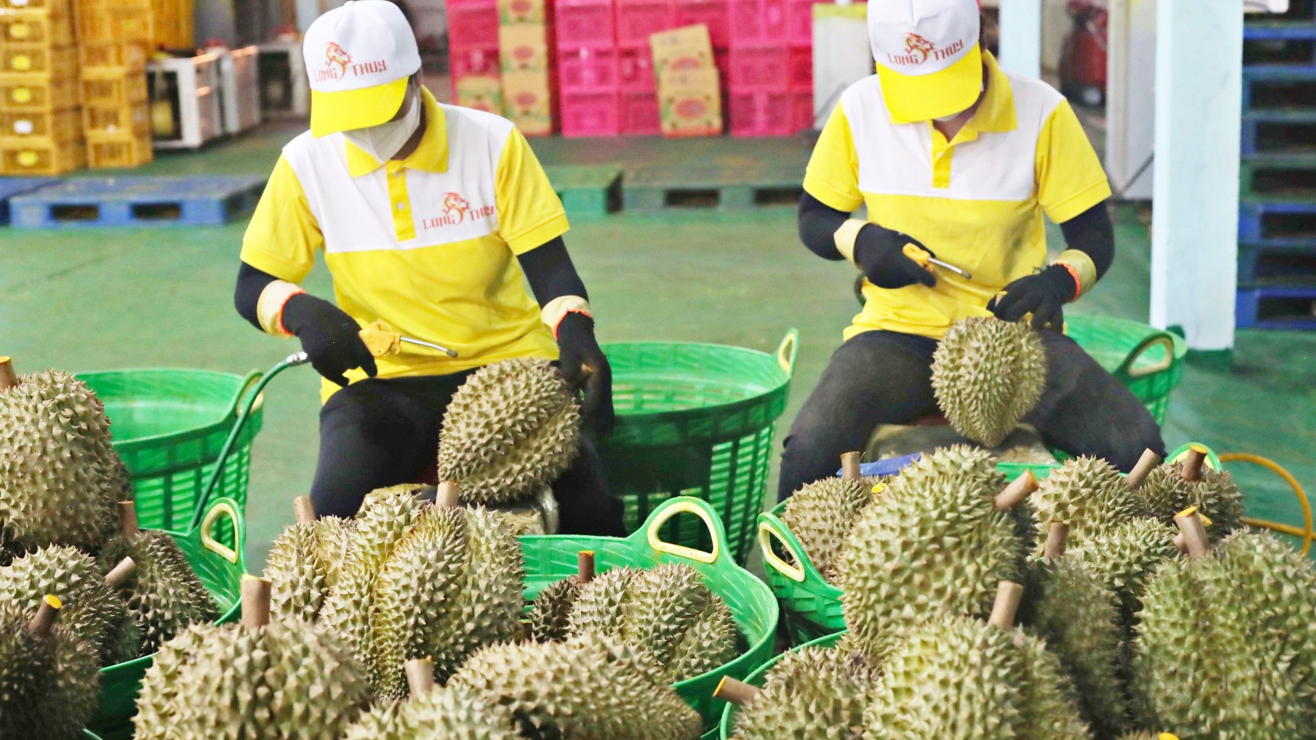 Lâm Đồng xuất khẩu sầu riêng đạt mức kỷ lục cao
